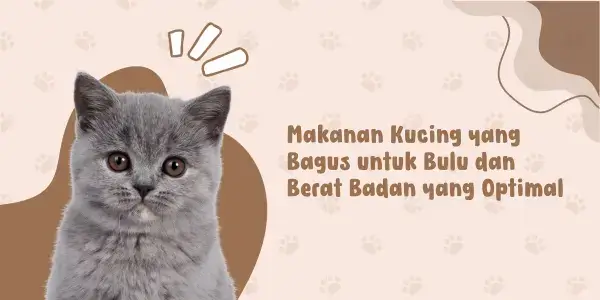 10 Rekomendasi Makanan Kucing yang Bagus untuk Bulu dan Gemuk